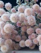 庭の花 センニチコウ, Gomphrena globosa フォト, 特性 ピンク
