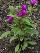 Садовые цветы Гомфрена, Gomphrena globosa фото, характеристика фиолетовый