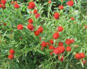 Kloden Amaranth (Gomphrena globosa) rød, egenskaber, foto