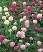 Zahradní květiny Zeměkoule Amarant, Gomphrena globosa fotografie, charakteristiky růžový