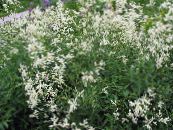 Vrtne Cvjetovi Div Fleeceflower, Bijelo Runo Cvijet, Bijeli Zmaj, Polygonum alpinum, Persicaria polymorpha foto, karakteristike bijela