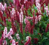  Troscot Himalaya, Floare Fleece Himalaya, Polygonum affine, Persicaria affinis fotografie, caracteristici burgundia