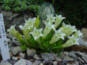 庭の花 リンドウ、ヤナギリンドウ, Gentiana フォト, 特性 ホワイト