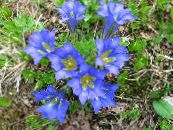 Ogrodowe Kwiaty Wieloletnie Goryczki, Gentiana zdjęcie, charakterystyka jasnoniebieski