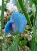 Tuin Bloemen Pronkerwt, Lathyrus odoratus foto, karakteristieken lichtblauw