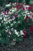 Tuin Bloemen Pronkerwt, Lathyrus odoratus foto, karakteristieken wit