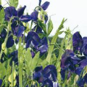 Vrtne Cvjetovi Španska Grahorica, Lathyrus odoratus foto, karakteristike plava
