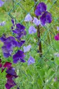 Градински цветове Ароматен Грах, Lathyrus odoratus снимка, характеристики виолетов