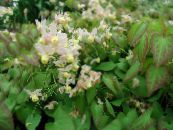 Bahçe çiçekleri Longspur Epimedium, Barrenwort fotoğraf, özellikleri beyaz