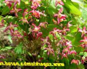Градински цветове Longspur Epimedium, Barrenwort снимка, характеристики червен