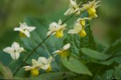 Dārza Ziedi Longspur Epimedium, Barrenwort foto, raksturlielumi dzeltens