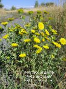 Garden Flowers Curly Cup Gumweed, Grindelia squarrosa photo, characteristics white