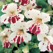 Ogrodowe Kwiaty Mimulus Hybrydowy (Mimulyus) zdjęcie, charakterystyka biały