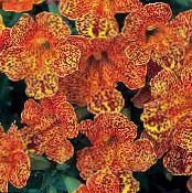 Zahradní květiny Opice Květina, Mimulus fotografie, charakteristiky oranžový