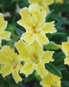 Have Blomster Klæbrig Monkeyflower, Mimulus aurantiacus foto, egenskaber gul