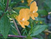Bahçe çiçekleri Yapışkan Monkeyflower, Mimulus aurantiacus fotoğraf, özellikleri turuncu