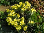 庭の花 Degenia フォト, 特性 黄