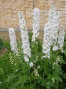 Flores do Jardim Esporas-Bravas, Delphinium foto, características branco