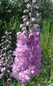 Trädgårdsblommor Riddarsporre, Delphinium foto, egenskaper lila