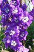 园林花卉 飞燕, Delphinium 照片, 特点 紫
