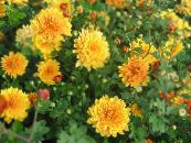 Sodo Gėlės Dendranthema nuotrauka, charakteristikos oranžinis