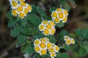 Градински цветове Dendranthema снимка, характеристики жълт
