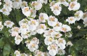 Vrtno Cvetje Diascia, Twinspur fotografija, značilnosti bela
