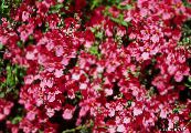 Λουλούδια κήπου Diascia, Twinspur φωτογραφία, χαρακτηριστικά κόκκινος