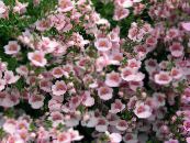 Vrtno Cvetje Diascia, Twinspur fotografija, značilnosti roza