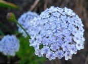 Vrtno Cvetje Modra Čipke Cvet, Rottnest Island Daisy, Didiscus fotografija, značilnosti svetlo modra