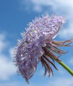  蓝色的蕾丝花，罗特内斯特岛菊花, Didiscus 照片, 特点 紫丁香