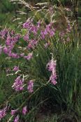 Engel Hengel, Fee Toverstokje, Wandflower (Dierama) lila, karakteristieken, foto