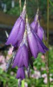 Záhradné kvety Anjela Rybársky Prút, Víla Palička, Wandflower, Dierama fotografie, vlastnosti fialový