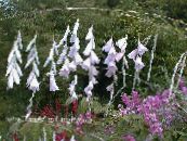 Záhradné kvety Anjela Rybársky Prút, Víla Palička, Wandflower, Dierama fotografie, vlastnosti biely