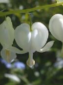 Zahradní květiny Krvácející Srdce, Dicentra, Dicentra spectabilis fotografie, charakteristiky bílá