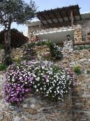 les fleurs du jardin Cape Souci, Marguerite Africaine, Dimorphotheca photo, les caractéristiques rose