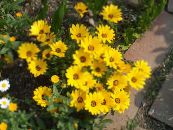 ბაღის ყვავილები Cape გულყვითელას, African Daisy, Dimorphotheca ფოტო, მახასიათებლები ყვითელი