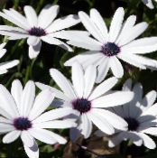Градински цветове Кабо Невен, Африканския Маргаритка, Dimorphotheca снимка, характеристики бял