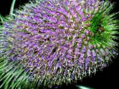 Carda (Dipsacus) lilás, características, foto