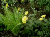 园林花卉 豹的祸根, Doronicum orientale 照片, 特点 黄