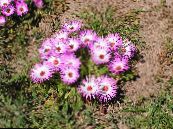 Tuin Bloemen Livingstone Daisy, Dorotheanthus (Mesembryanthemum) foto, karakteristieken roze