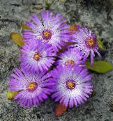 Livingstone Daisy (Dorotheanthus (Mesembryanthemum)) lilás, características, foto