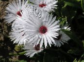 Доротеантус  (Мезембриантемум маргаритоцветковый)