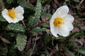 Zahradní květiny Avens, Dryas fotografie, charakteristiky bílá