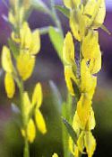 ბაღის ყვავილები დაიერი Greenweed, Genista tinctoria ფოტო, მახასიათებლები ყვითელი