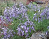 园林花卉 Teucrium 照片, 特点 紫丁香