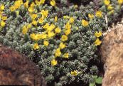  Douglasia, Rotsachtige Berg Dwerg-Sleutelbloem, Vitaliana foto, karakteristieken geel