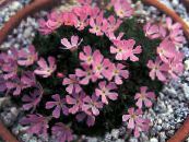 Záhradné kvety Douglasii, Skalnaté Horské Trpaslík-Prvosienky, Vitaliano, Douglasia fotografie, vlastnosti ružová