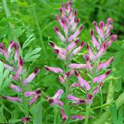 ბაღის ყვავილები საერთო Fumitory, Beggary, დედამიწაზე მოწევა, ცვილის თოჯინები, Fumaria officinalis ფოტო, მახასიათებლები ვარდისფერი