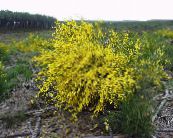 ბაღის ყვავილები შოტლანდიელები ცოცხი, Broomtops, საერთო ცოცხი, ევროპის ცოცხი, Irish ცოცხი, Sarothamnus scoparius ფოტო, მახასიათებლები ყვითელი